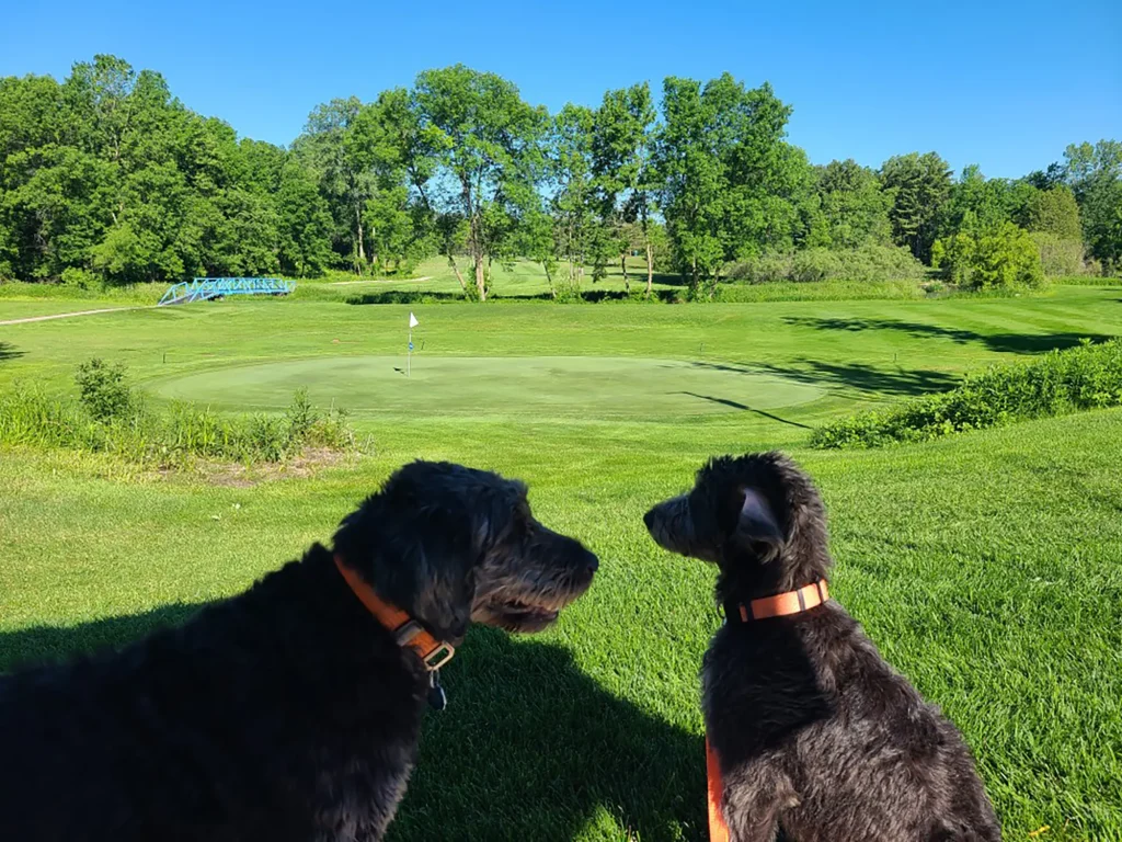 Pine Acres Golf Course dogs